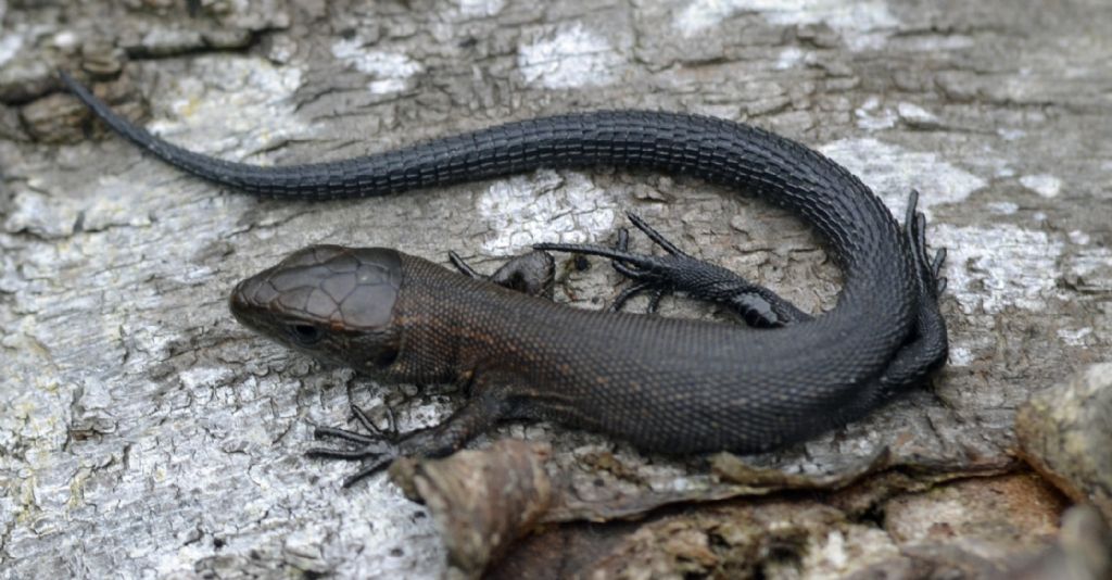 Lacerta vivipara (Zootoca vivipara) della Carnia